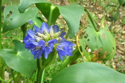 Cây dược liệu cây Dong nước, Rau mát - Monochoria hastata (L.) Solms (M. hastaefolia Presl)