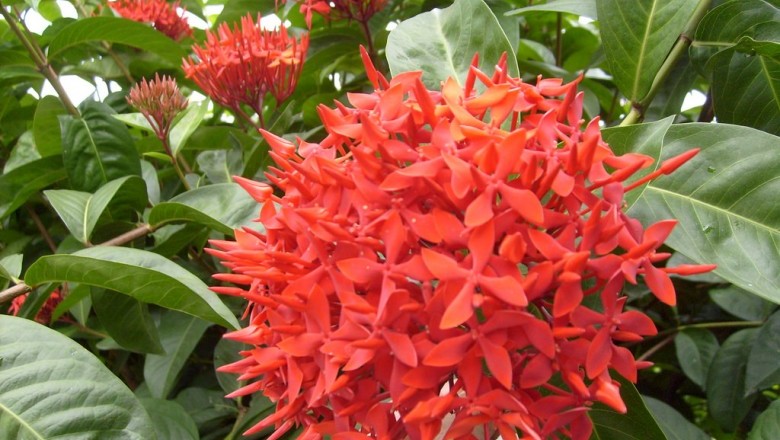 Cây dược liệu cây Đơn lào, Trang lào - Ixora laotica Pit