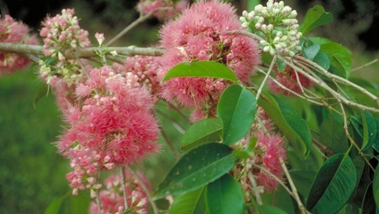 Cây dược liệu cây Điều đỏ - Syzygium malaccense (L.) Merr, et Perry (Eugenia malaccense L. )