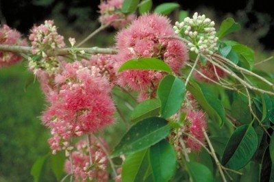 Cây dược liệu cây Điều đỏ - Syzygium malaccense (L.) Merr, et Perry (Eugenia malaccense L. )