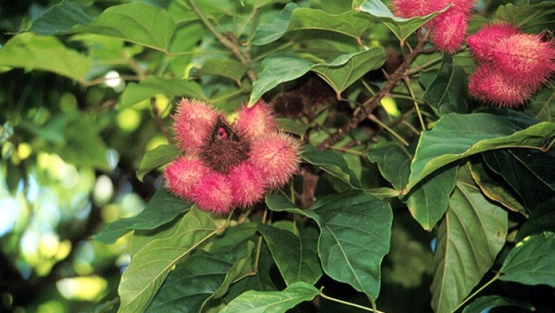 Cây dược liệu cây Điều nhuộm, Chầm phù hay cây cà ry - Bixa orellana L