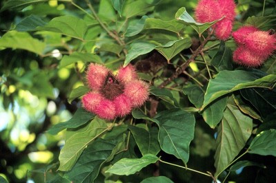 Cây dược liệu cây Điều nhuộm, Chầm phù hay cây cà ry - Bixa orellana L