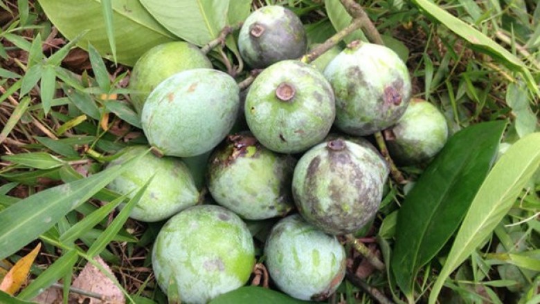 Cây dược liệu cây Dọc - Garcinia multifora Champ. ex Benth