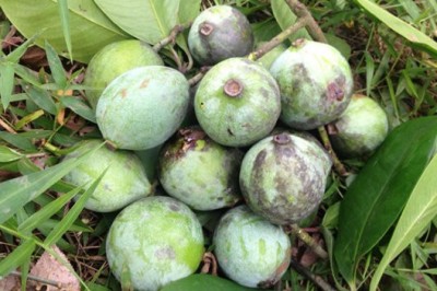 Cây dược liệu cây Dọc - Garcinia multifora Champ. ex Benth