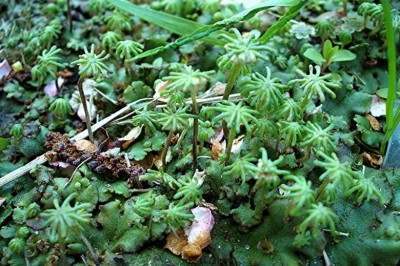 Cây dược liệu cây Địa tiền - Marchantia polymorpha L
