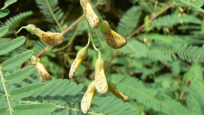 Cây dược liệu cây Điền thanh bụi, Điên điển - Sesbania sesban (L.) Merr, Aeschynomene sesban L.)