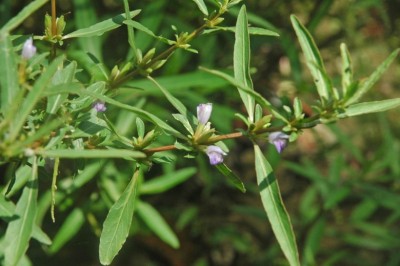Cây dược liệu cây Đình lịch, Thốp nốp - Hygrophila Salicifolia (Vahl) Nees (ll. angustifolia R.Br)
