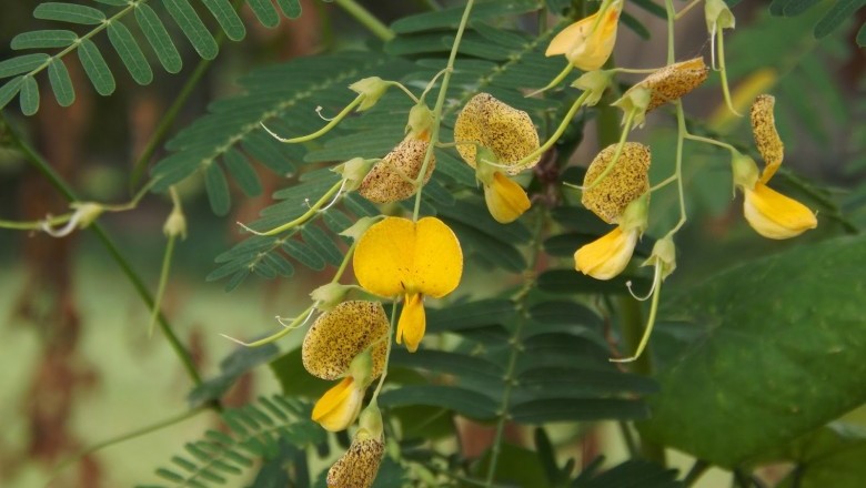 Cây dược liệu cây Điền thanh gai, Điên điển gai, Rút dại - Sesbania bispinosa. (Jacq.) W.F. Wight (S. aculeata (Willd.) Pojret)