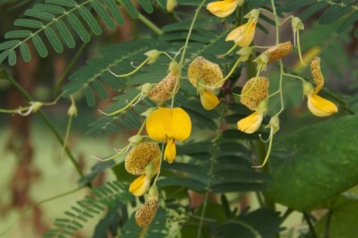 Cây dược liệu cây Điền thanh gai, Điên điển gai, Rút dại - Sesbania bispinosa. (Jacq.) W.F. Wight (S. aculeata (Willd.) Pojret)