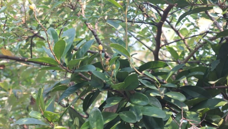 Cây dược liệu cây Đinh công, Chân bìm lá tà - Erycibe obtusifolia Benth