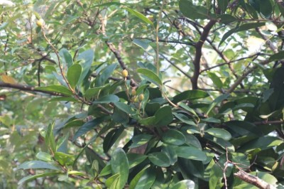 Cây dược liệu cây Đinh công, Chân bìm lá tà - Erycibe obtusifolia Benth