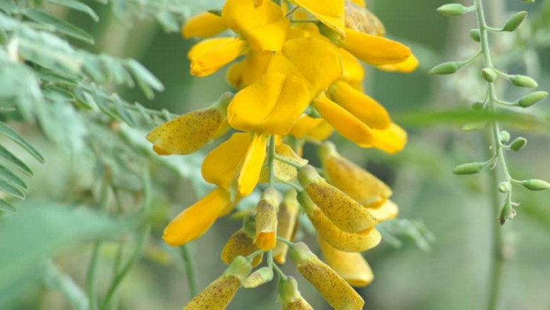 Cây dược liệu cây Điên điển, Điền thanh hạt tròn, Muồng rút - Sesbania javanica Miq. (S. paludosa Prain)