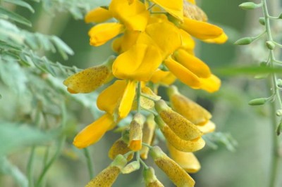 Cây dược liệu cây Điên điển, Điền thanh hạt tròn, Muồng rút - Sesbania javanica Miq. (S. paludosa Prain)