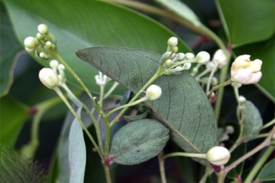 Cây dược liệu cây Dó - Rhamnoneuron balansae Gilg