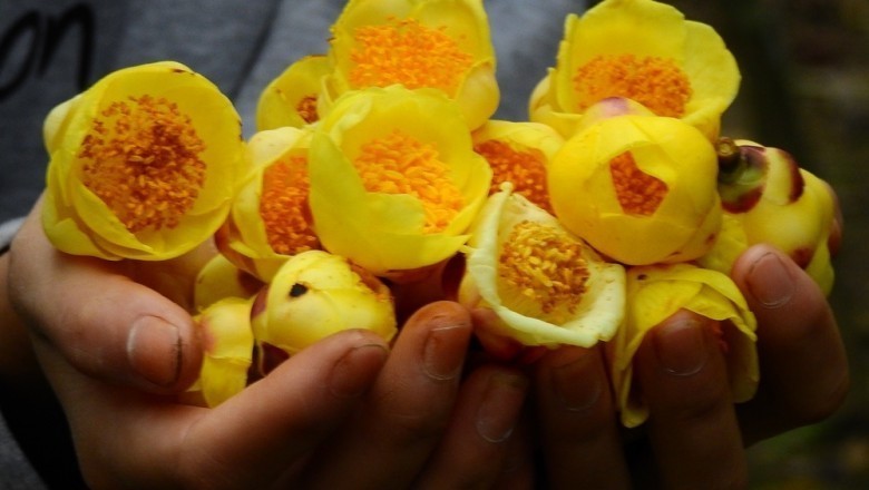 Trồng trà hoa vàng thu tiền tỷ mỗi năm ở Quảng Ninh
