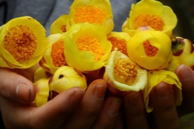 Trồng trà hoa vàng thu tiền tỷ mỗi năm ở Quảng Ninh