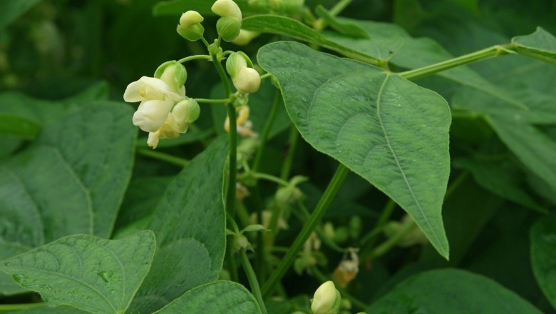 Cây dược liệu cây Ðậu tây - Phaseolus vulgaris L