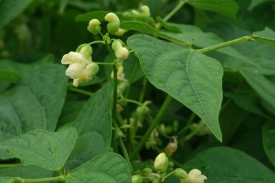 Cây dược liệu cây Ðậu tây - Phaseolus vulgaris L