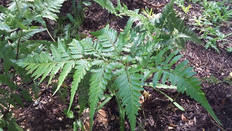 Cây dược liệu cây Huỳnh xà, Cây Vẩy lợp, Ráng đà hoa có răng - Davallia denticutala (Burm.) Mett