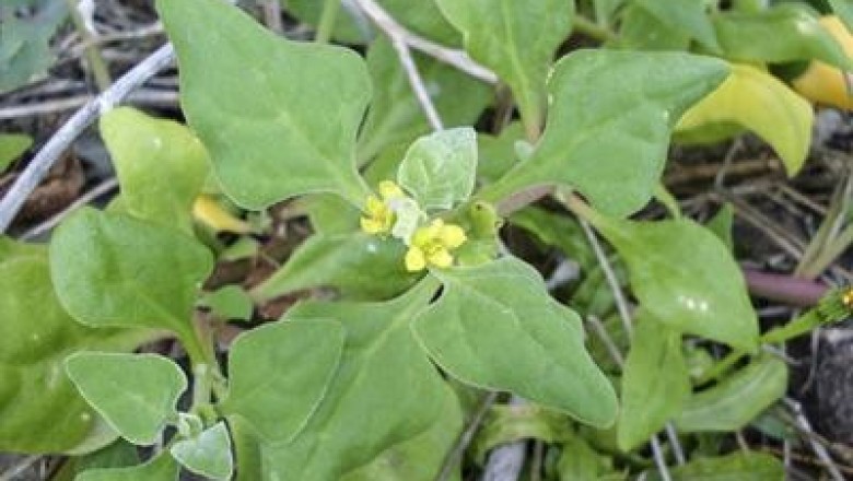 Cây dược liệu cây Dền tây - Tetragonia tetragonoides (Pall.) O. Ktze (T. expansa Thunb.)