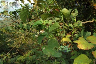 Cây dược liệu cây Dây xanh lông, Dây một, Dây Cót ken, Dây sâm, Dây hoàng thanh - Cocculus sarmentosus (Lour) Diels