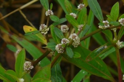 Cây dược liệu cây Dệu, Rau dệu - Alternanthera sessilis (L.) R.Br. ex Roem. et Schult