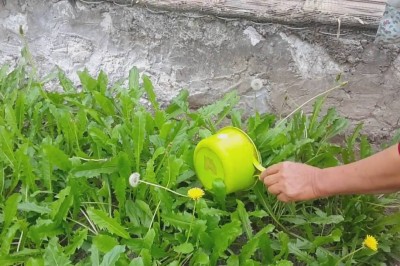 Bảy cách dùng trà Bồ công anh tốt cho sức khỏe bạn cần biết