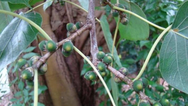 Cây dược liệu cây Đề, Đa bồ đề - Ficus religiosa L