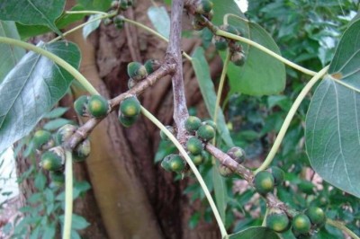 Cây dược liệu cây Đề, Đa bồ đề - Ficus religiosa L