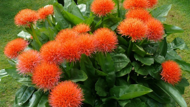 Cây dược liệu cây Huyết hoa, Hoa quốc khánh - Haemanthus multiflorus (Tratt.) Martyn