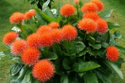 Cây dược liệu cây Huyết hoa, Hoa quốc khánh - Haemanthus multiflorus (Tratt.) Martyn