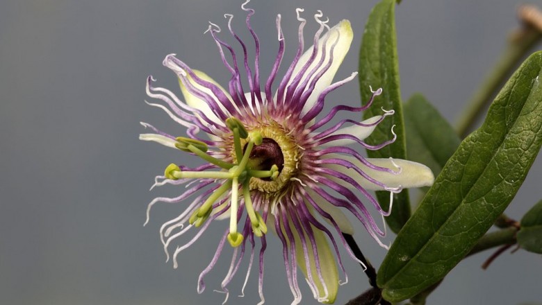 Cây dược liệu cây Dây xen, Dây lồng đèn - Passiflora cochinchinensis Spreng