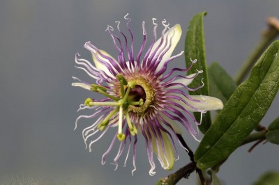 Cây dược liệu cây Dây xen, Dây lồng đèn - Passiflora cochinchinensis Spreng