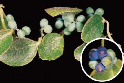 Cây dược liệu cây Dây xanh, Mộc phòng kỷ - Cocculus orbiculatus (L.) DC. (C. trilobus (Thunb.) DC.)