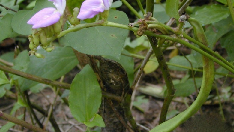 Cây dược liệu cây Ðậu rựa, Ðậu dao - Canavalia gladiuta (Jacq.) DC