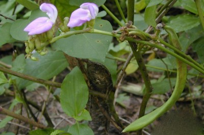 Cây dược liệu cây Ðậu rựa, Ðậu dao - Canavalia gladiuta (Jacq.) DC