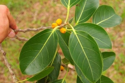 Cây dược liệu cây Đa,  Đa tía, Đa tròn - Ficus altissima Blume