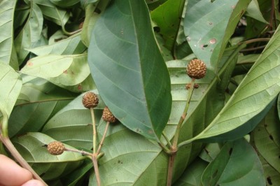 Cây dược liệu cây Huỳnh bá - Nauclea officinalis (Pit.) Merr. (Sarcocephalus officinalis Pierre ex Pit.)