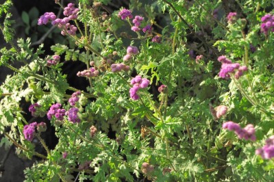 Cây dược liệu cây Huyệt khuynh tía - Cyathocline purpurea (Ham. ex D. Don) O Ktze (C. lyrata Cass.)