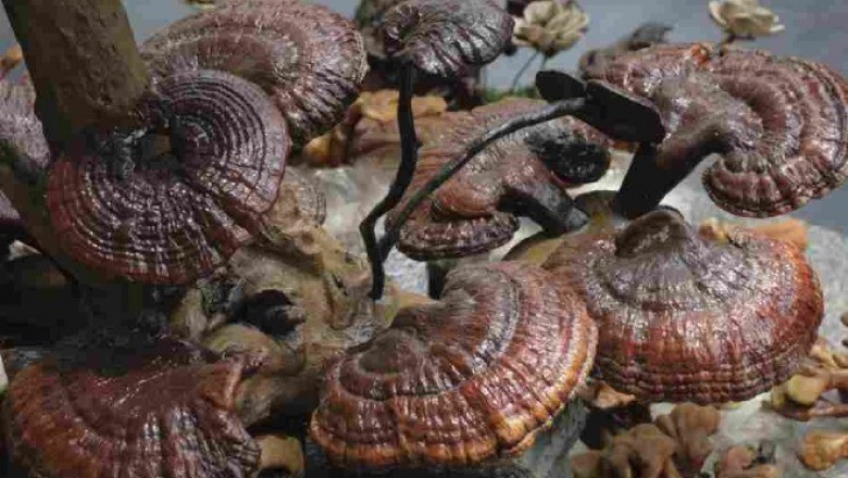 Người dân sử dụng Lạm dụng nấm lim xanh sẽ rất có hại sức khỏe