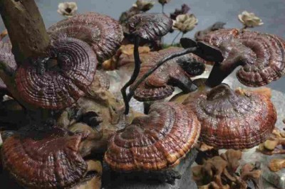 Người dân sử dụng Lạm dụng nấm lim xanh sẽ rất có hại sức khỏe