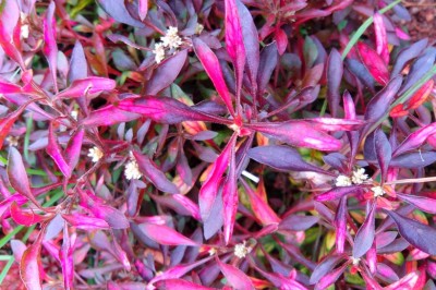 Cây dược liệu cây Dệu cảnh, Dền cảnh - Alternanthera bettzickiana (Regel) Nicholson