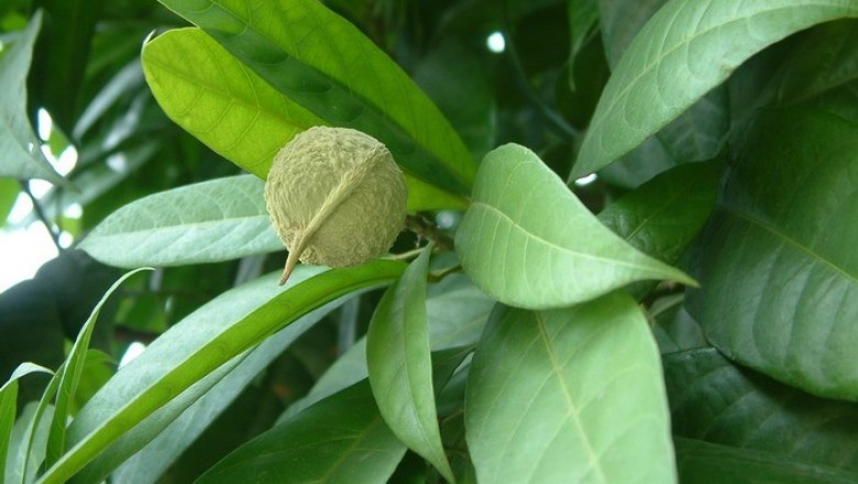 Cây dược liệu cây Đen - Cleidiocarpon cavaleriei (Levl.) Airy-Shaw