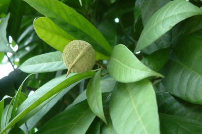 Cây dược liệu cây Đen - Cleidiocarpon cavaleriei (Levl.) Airy-Shaw