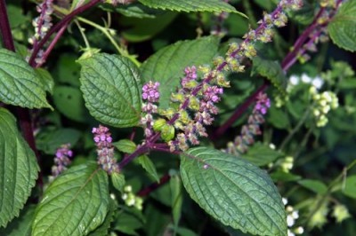 Cây dược liệu cây Hương nhu tía, É tía - Ocimum sanctum L