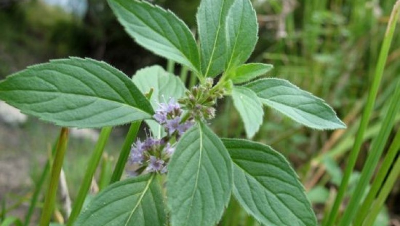 Cây dược liệu cây Húng cây - Mentha arvensis L. var, Javanica (Blume). Hook.f