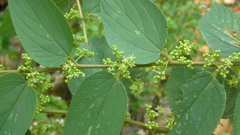 Cây dược liệu cây Hu đen - Trema orientalis (L.) Blume