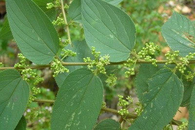 Cây dược liệu cây Hu đen - Trema orientalis (L.) Blume