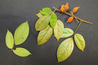 Cây dược liệu cây Dây trường ngân - Agelaea trinervia (Llanos) Merr