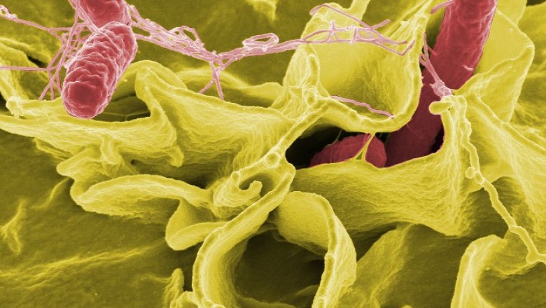 Thông tin về Salmonella (bệnh nhiễm khuẩn salmonella)